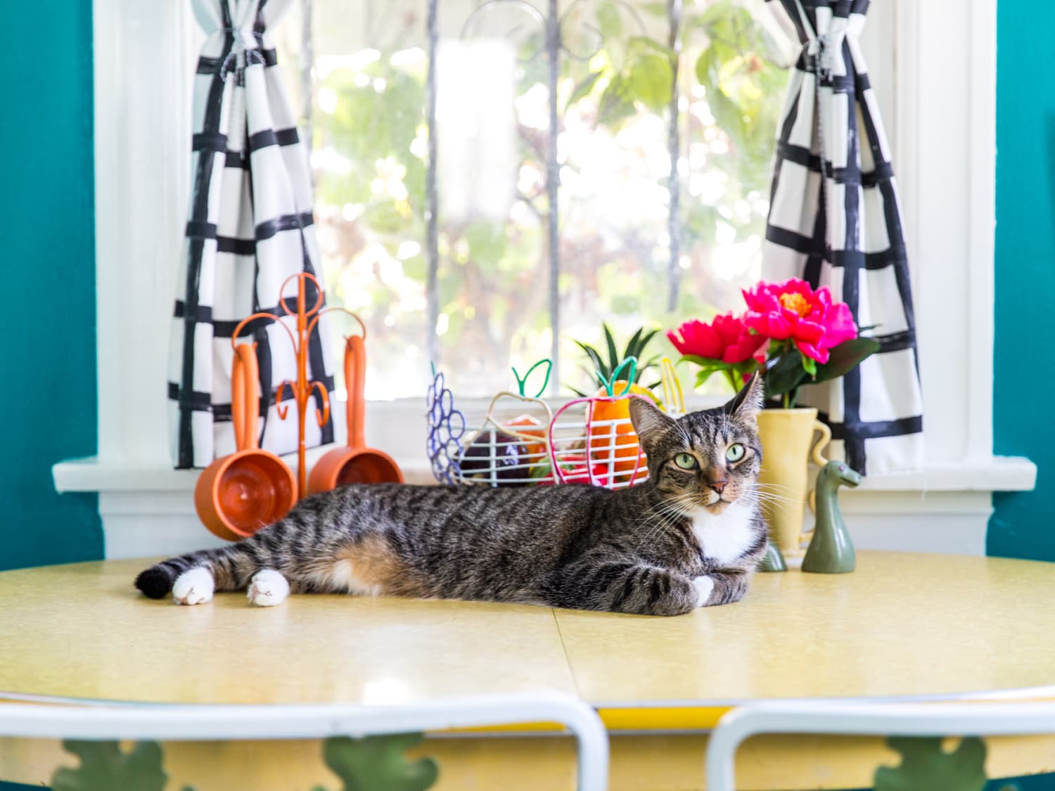 Jackson Galaxy on Keeping Your Cats Off the Counters The Kitchn